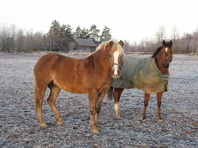 koulukisat07 ja syystalvi07 kuvia 034.jpg - Donja ja Rommi